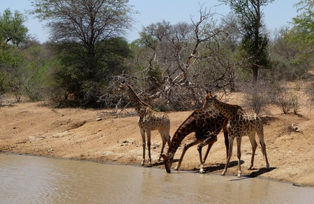 thirsty giraffe drinking water with her baby giraffes in the Savanna ? ? ? ? ?, ?? "South Africaの写真素材