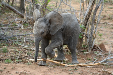 Baby elephant playing in a funny way in the Savanna ? ? ? ? ?, ?? "South Africaのeditorial素材
