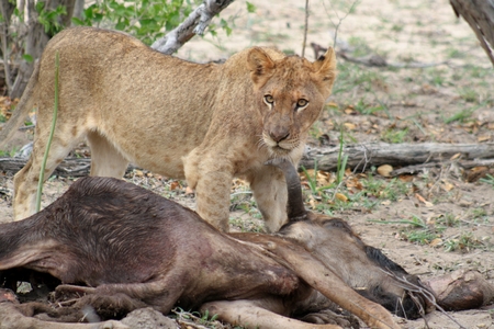 Lions near Their prey after an night hunting in the Savanna   "South Africaの写真素材