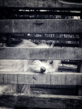 A lonely puppy