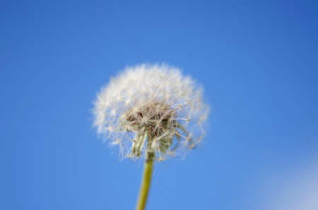Dandelion and blue skyの写真素材