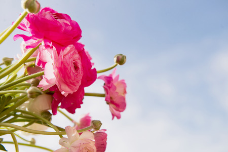 Pink and White Ranunculus on Blue Sky Backgroundの写真素材