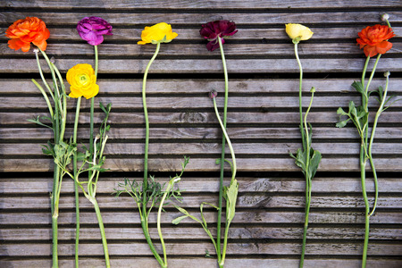 Ranunculus of Different Colours laying on Wooden Background