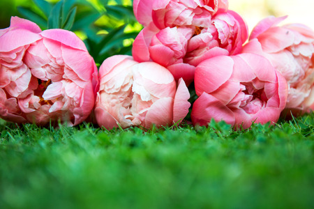 Bright Pink Peonies laying on the Lawn with space for textの写真素材