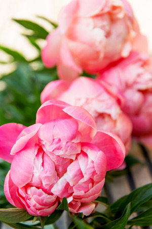 Bright Pink Peonies on Wooden Backgroundの写真素材
