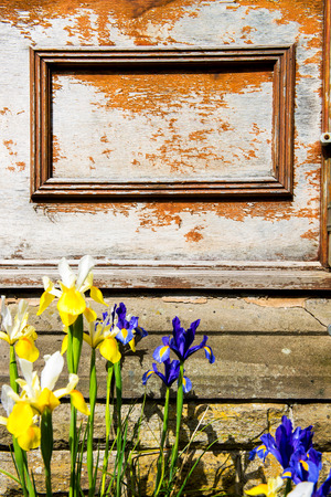 Iris Flowers with Old Wall on the Background, England, UKの写真素材