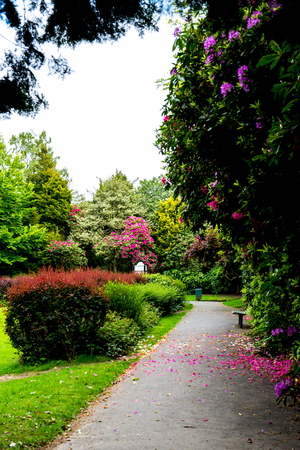 Beautiful English Garden in Summer, England, UKの写真素材