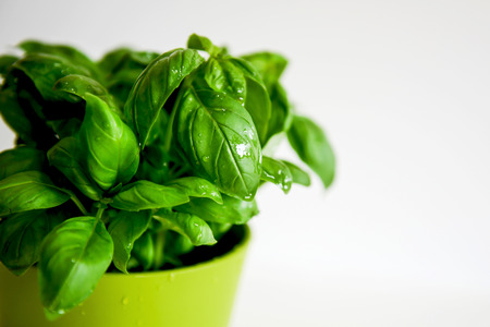 Fresh Basil just washed in Potの写真素材