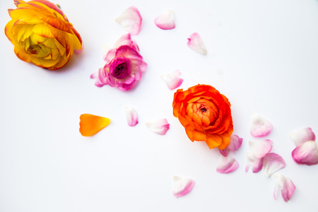 Heads and Petals of colorful persian buttercup flowers ranunculus on White BAckgroundの写真素材