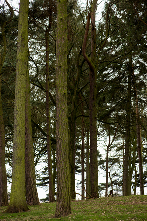 The Beginning of Spring in the English Forest or Park, England, UK