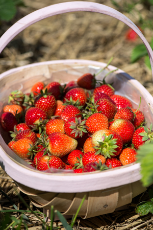 Freshly Picked Organic Strawberry in the Basket