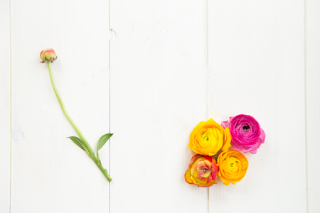Ranunculus Heads on White Background, Top View, Text for Spaceの写真素材