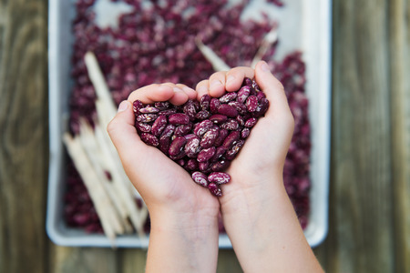 Organic Healthy Red Kidney Speckled Beans in Hands, shallow DOF