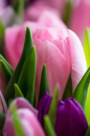 Bunch of Colorful Tulipsの写真素材