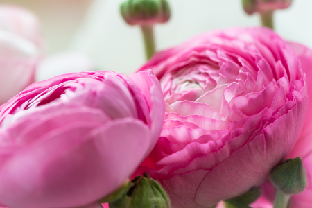 Bouquet of Pink Ranunculus, Buttercup Flowers