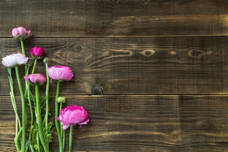 Close up of Pink Ranunculus Buttercup Flowers , Dark Background, Space for Textの写真素材