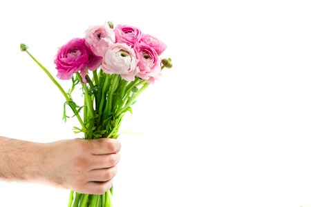 Mens Hand is holding Bunch of Pink Ranunculus Buttercup Flowers, Isolated, Space for Text
