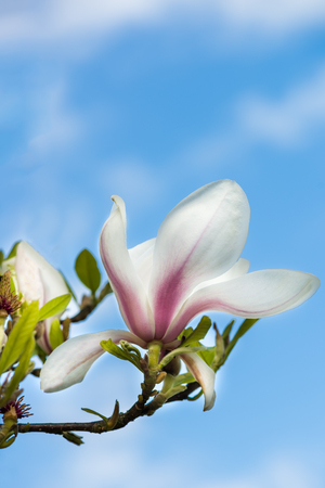 Beautiful Light Pink or Purple Magnolia Tree with Blooming Flowers during Springtime in English Garden, UKの写真素材