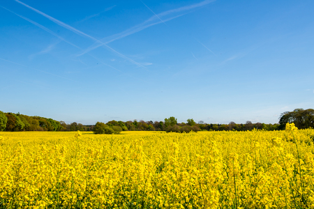 Blooming Field of Yellow Rapeseed