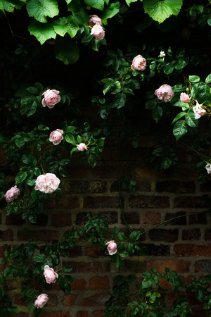 Beautiful Pink Roses in English Garden in Summer, England, UK. Dark Photo Conceptの写真素材