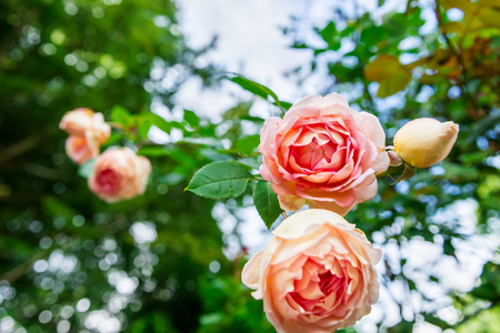 Close up of Beautiful Pink Garden Rose in the Gardenの写真素材