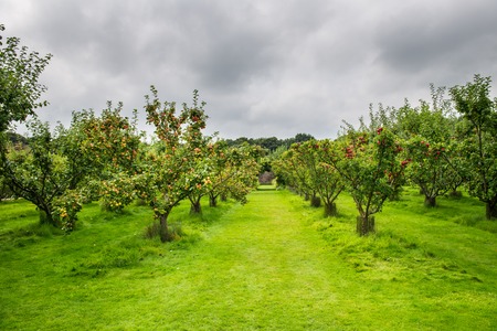 Apple trees  in the park during Autumn, England, UK