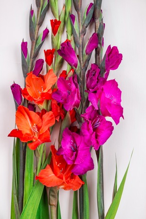 Beautiful gladiolus flowers on trendy pink background. Flat lay style, copy spaceの写真素材