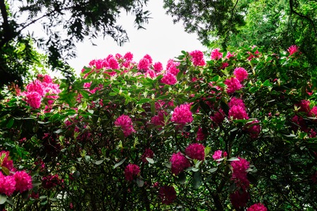 English Public Garden at late Spring with Green Trees and Blooming Rhododendronsの写真素材