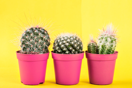 Tiny Cactus in the Pot on Bright Background. Conceptual image, Creative Minimalism, trendy neon colors, art gallery designの写真素材