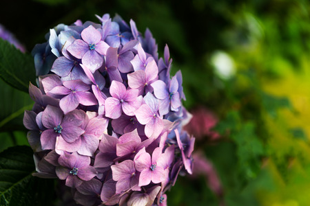 Hydrangea Flowers in the Garden on Sunny Summer Dayの写真素材