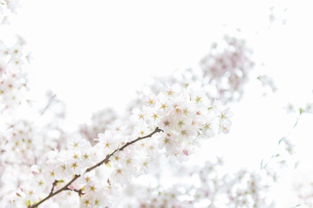 White Blossom Cherry Tree during Spring Season on White Background