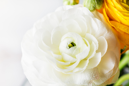 Close up of Ranunculus Buttercup Flowers of different colours, Spring or Mothers Day Concept 