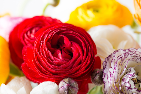 Close up of Ranunculus Buttercup Flowers of different colours, Spring or Mothers Day Concept の写真素材
