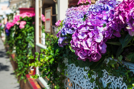 Hydrangea Flowers in the Lace Metal Pot on Sunny Summer Day