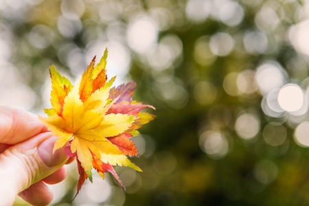 Colorful Maple Leaves as Autumn Concept on Bright Sky Background