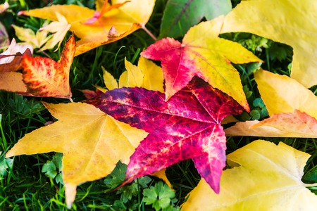 Bright Colorful Leaves from Maple Trees lying on the grass, autumn background image