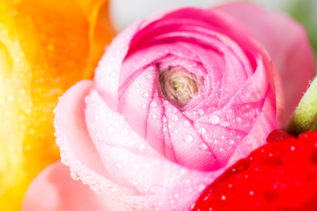 Close up of Ranunculus Buttercup Flowers of different colours, Spring or Mothers Day Conceptの写真素材