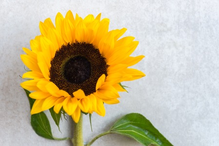 Yellow Sunflower Bouquet on Grey Background, Autumn Concept, Top View, Space for Text