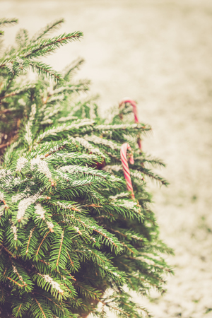 Background image of natural fir tree brunches covered with snow, Christmas wallpaper concept.の写真素材