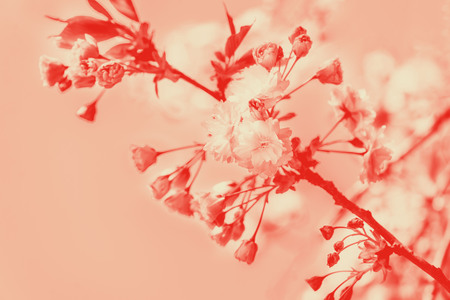 Beautiful nature scene with blooming cherry tree in spring. Sakura flowers in bloom. Duotone imageの写真素材
