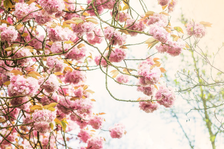 Pink Cherry Trees in Bloom in Park during Spring Season, toned image