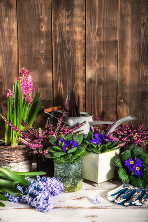 Gardening tools and flowers in the potsの写真素材
