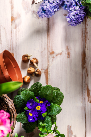 Gardening tools and flowers in the potsの写真素材