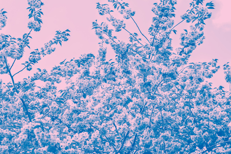 Pink Cherry Trees in Bloom in Park during Spring Season, duotone imageの写真素材