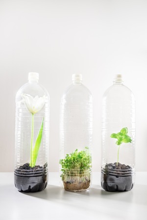 Different Green Plants are struggling to grow in the plastic bottles. Environment disaster and say no to plastic conceptsの写真素材