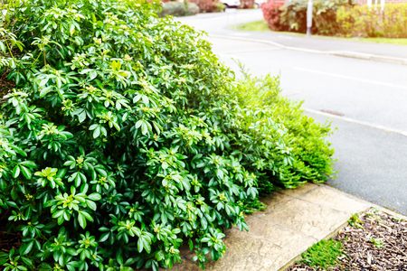 Overgrown bushes near the houseの写真素材