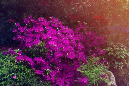 Beautiful Garden with blooming trees during spring timeの写真素材
