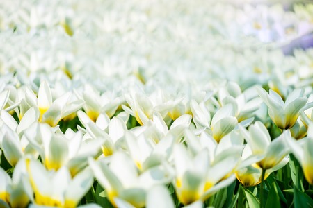 One of the world's largest flower gardens in Lisse, the Netherlands. Close up of blooming flowerbeds...