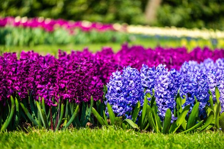 One of the world's largest flower gardens in Lisse, the Netherlands. Close up of blooming flowerbeds of tulips, hyacinths, narcissusの写真素材