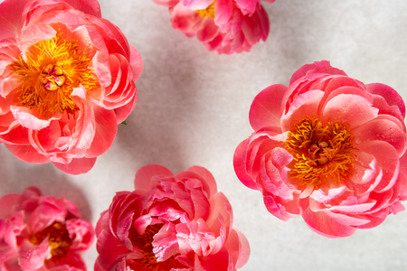 Amazing pink peonies on light background. Card Concept, copy space for textの写真素材